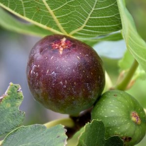 Figovník (Ficus carica) ´BROWN TURKEY´ - výška 30-50 cm, kont. C2L (-20°C)