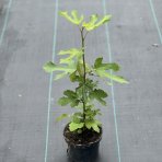 Figovník (ficus carica) ´LITTLE MISS FIGGY®´- výška 40-60 cm, kont. C1.5L (-17°C)