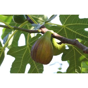 Figovník (Ficus carica) ´PERRETTA´ - výška 30-50 cm, kont. C2L (-15°C)