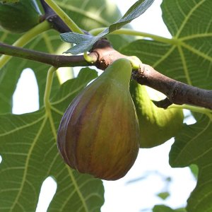 Figovník (Ficus carica) ´PERRETTA´ - výška 30-50 cm, kont. C2L (-15°C)