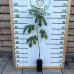 Figovník (Ficus carica) ´PERRETTA´ - výška 30-50 cm, kont. C2L (-15°C)