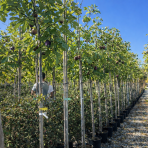 Figovník jedlý (Ficus carica) ´FIROMA®´ - výška 200-250 cm, obvod kmeňa 8/10 cm, kont. C18L (-20°C)