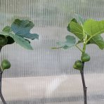 Figovník obyčajný (Ficus carica) ´BROWN TURKEY´ - výška 15-25 cm, kont. C1,5L (-20°C)