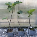 Figovník obyčajný (Ficus carica) ´BROWN TURKEY´ - výška 15-25 cm, kont. C1,5L (-20°C)