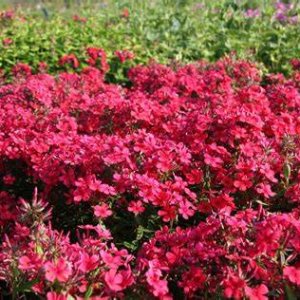 Flox metlinatý  (Phlox) ´EARLY RED´, kont.C1L