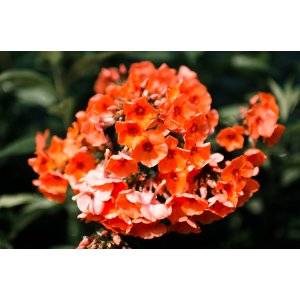 Flox metlinatý (Phlox paniculata) ´ORANGE PERFECTION´- kont. C1L