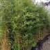 Bambus Phyllostachys bissetii - výška 200-250 cm, kont. C45L