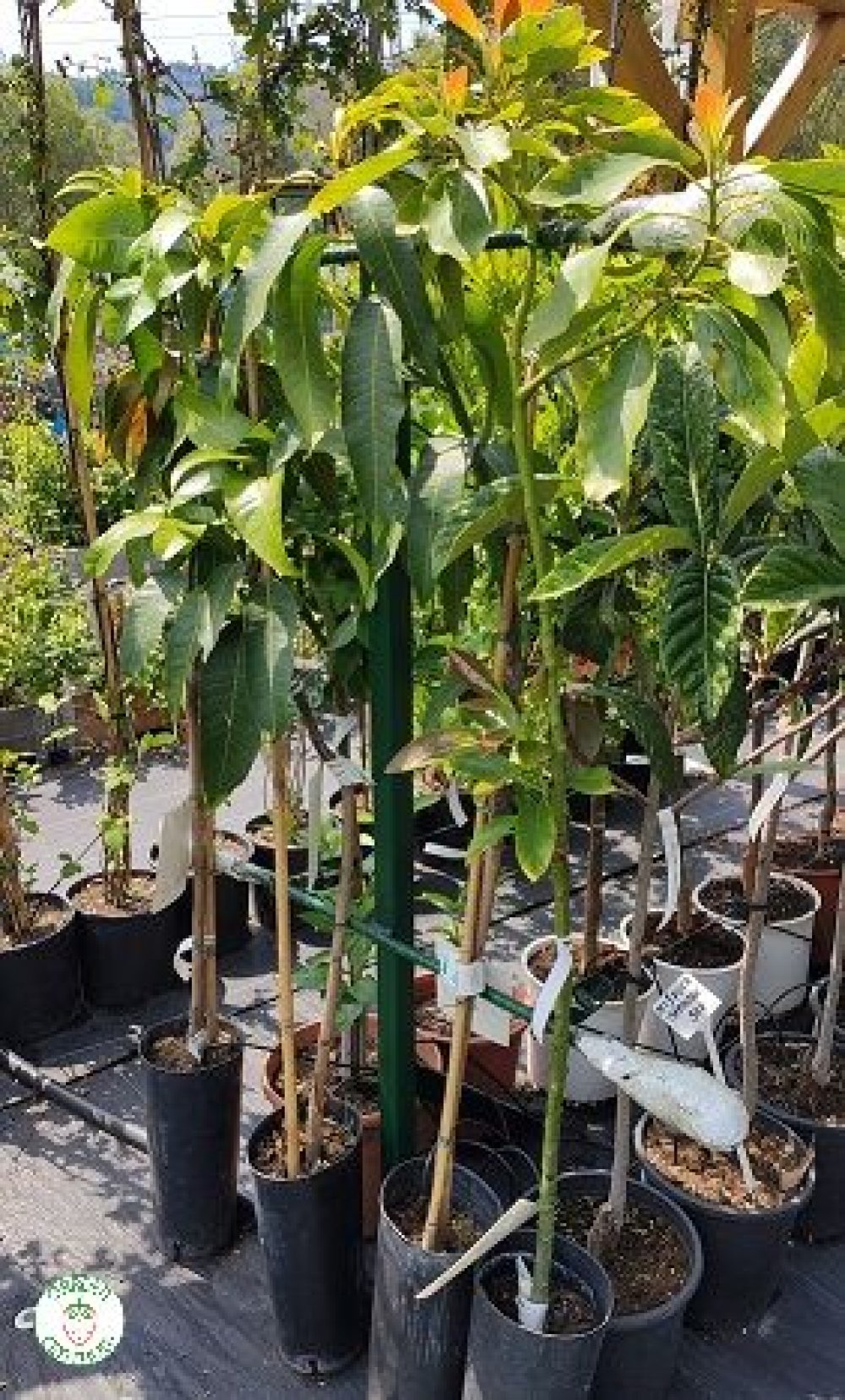 Mango ´KENT´výška 7090 cm zahradnici.sk