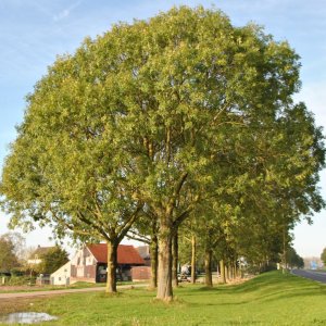 Jaseň štíhly (Fraxinus excelsior) - výška 110-150 cm, kont. C10L