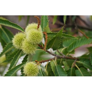 Gaštan jedlý (Castanea Sativa) ´DORÉE DE LYON´ - výška 140-160 cm, kont. C6L, obvod kmeňa 4/6 cm 