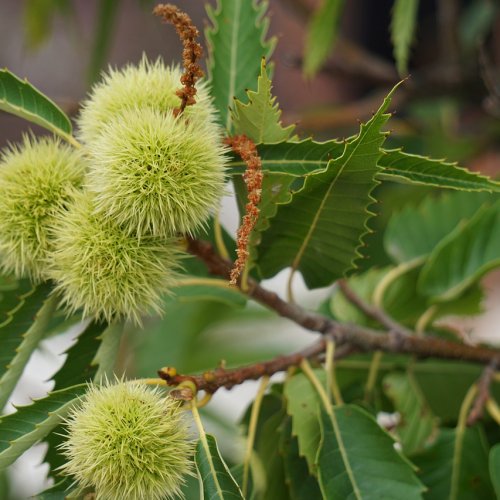 Gaštan jedlý (Castanea Sativa) ´BOUCHE DE BETIZAC´ - výška: 150-170 cm, obvod kmeňa: 4/6 cm, kont. C6L