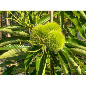 Gaštan jedlý (Castanea Sativa) ´BOUCHE DE BETIZAC´ - výška 150-200 cm, kont. C18L