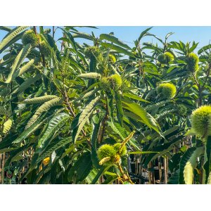 Gaštan jedlý (Castanea Sativa) ´BOUCHE DE BETIZAC´ - výška 350-400 cm, kont. C45L, obvod kmeňa 8/10 cm