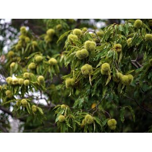 Gaštan jedlý (Castanea Sativa) ´MARAVAL´ - výška 120-150 cm, obvod kmeňa 4/6 cm, kont. C6L