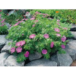 Pakost krvavý (Geranium sanguineum) ‘VISION VIOLET’® - kont. P9/P11