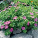 Pakost krvavý (Geranium sanguineum) ‘Vision Violet’® - kont. P9/P11