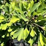 Ginkgo biloba (Ginkgo biloba) ´FASTIGIATA BLAGON´ výška 200-250 cm, kont. C110L