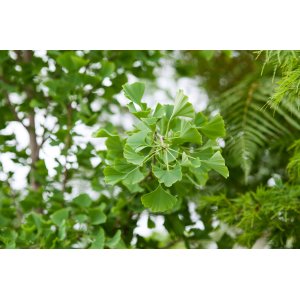 Ginko dvojlaločné (Ginkgo biloba) – výška 50-80 cm, kont. C5L 