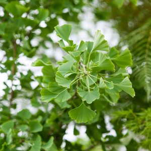 Ginko dvojlaločné (Ginkgo biloba) – výška 130-150 cm, kont. C3L - SAMEC