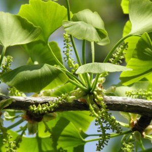 Ginko dvojlaločné (Ginkgo biloba) – výška 150-220 cm, obvod kmeňa 4/6 cm, kont. C5L