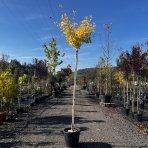 Ginkgo biloba ´FASTIGIATA BLAGOON´ - výška 230-250 cm, obvod kmeňa 8/10 cm, kont. C35L - SAMEC