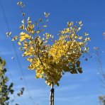 Ginkgo biloba ´FASTIGIATA BLAGOON´ - výška 230-250 cm, obvod kmeňa 8/10 cm, kont. C35L - SAMEC