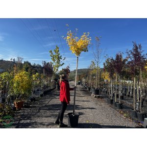 Ginko dvojlaločné (Ginkgo biloba) ´FASTIGIATA BLAGOON´ - výška 230-250 cm, obvod kmeňa 8/10 cm, kont. C35L - SAMEC