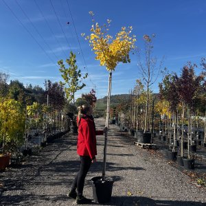 Ginkgo biloba ´FASTIGIATA BLAGOON´ - výška 230-250 cm, obvod kmeňa 8/10 cm, kont. C35L - SAMEC