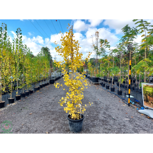 Ginko dvojlaločné (Ginkgo biloba) – výška 140-160 cm, kont. C30L - SAMEC