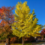 Ginko dvojlaločné (Ginkgo biloba) - výška 430-450 cm, kont. C130L, obvod kmeňa 18/20 cm - EXEMPLÁR