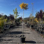 Ginkgo biloba ´TROLL´ - výška 230-250 cm, obvod kmeňa 8/10 cm, kont. C35L - SAMEC