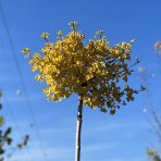 Ginkgo biloba ´TROLL´ - výška 230-250 cm, obvod kmeňa 8/10 cm, kont. C35L - SAMEC