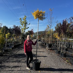 Ginkgo biloba ´TROLL´ - výška 230-250 cm, obvod kmeňa 8/10 cm, kont. C35L - SAMEC