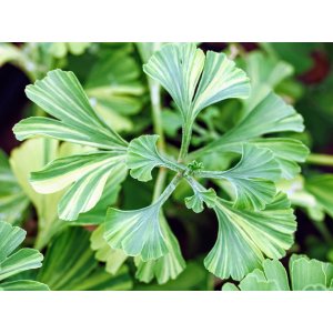 Ginko dvojlaločné (Ginkgo biloba) 'VARIEGATA' - výška 220-240 cm, kont. C35L - SAMEC