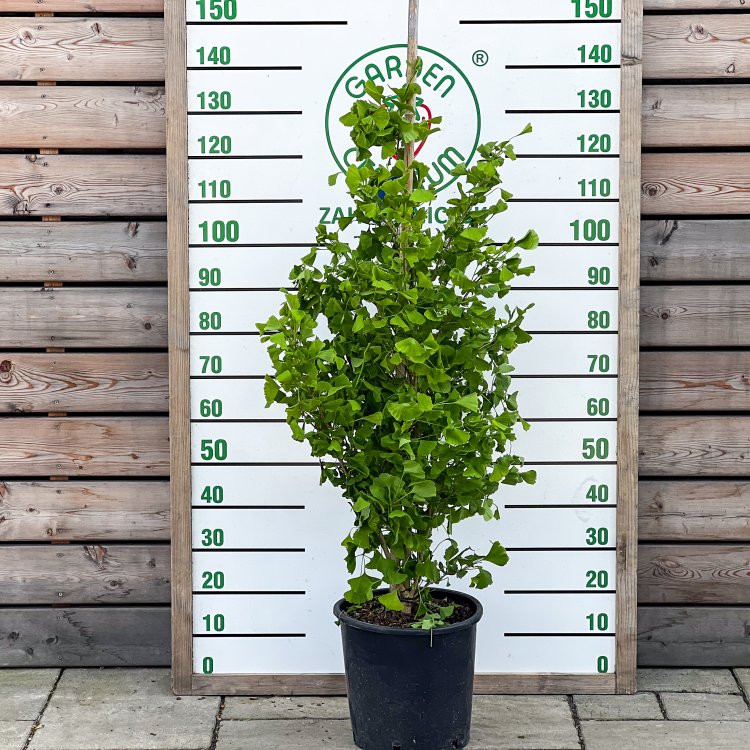 Ginko dvojlaločné (Ginkgo biloba) 'FASTIGIATA BLAGOON' - výška 120-150 cm, kont. C18L - SAMEC