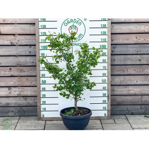 Ginko dvojlaločné (Ginkgo biloba) ´TROLL´ - výška 100-130 cm, kont. C25L - BONSAJ - SAMEC