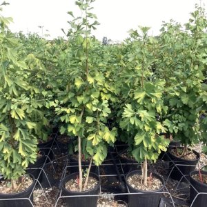 Ginko dvojlaločné (Ginkgo biloba) - výška 70-100 cm, kont. C10L - VIACKMEŇ