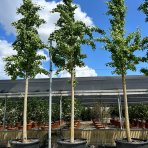 Ginko dvojlaločné (Ginkgo biloba) - výška 430-450 cm, kont. C130L, obvod kmeňa 18/20 cm - EXEMPLÁR