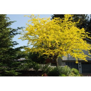 Gledíčia trojtŕňová (Gleditsia triacanthos) ´SUNBURST´ - výška 300-350 cm, obvod kmeňa 14/16 cm, kont. C70L