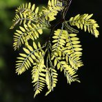 Gledíčia trojtŕňová (Gleditsia triacanthos) ´SUNBURST´ - výška 300-350 cm, obvod kmeňa 14/16 cm, kont. C70L