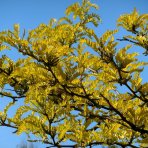 Gledíčia trojtŕňová (Gleditsia triacanthos) ´SUNBURST´ - výška 300-350 cm, obvod kmeňa 14/16 cm, kont. C70L