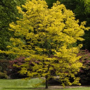 Gledíčia trojtŕňová (Gleditsia triacanthos) ´SUNBURST´ - výška 150-170 cm, obvod kmeňa 4/6 cm, kont. C5L