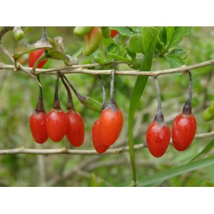 Kustovnica čínska (Lycium chinense) ´GOJI KOREAN BIG´ - výška 30-50 cm, kont. C3L