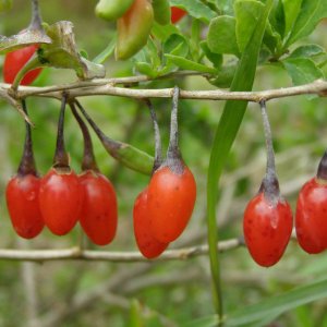 Kustovnica čínska (Lycium chinense) ´Goji Korean Big´ 20-30 cm, kont. P9