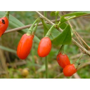 Kustovnica čínska (Lycium chinense) ´Goji´ - výška 30-50 cm, kont. C2L