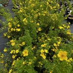 Nátržník krovitý (Potentilla fruticosa) ´GOLDFINGER´ - výška 40-70 cm, ∅ 50-70 cm  kont. C3L