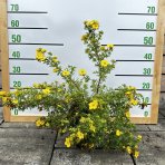 Nátržník krovitý (Potentilla fruticosa) ´GOLDFINGER´ - výška 40-70 cm, ∅ 50-70 cm  kont. C3L