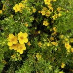 Nátržník krovitý (Potentilla fruticosa) ´GOLDFINGER´ - výška 40-70 cm, ∅ 50-70 cm  kont. C3L