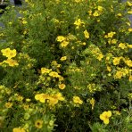 Nátržník krovitý (Potentilla fruticosa) ´GOLDFINGER´ - výška 40-70 cm, ∅ 50-70 cm  kont. C3L