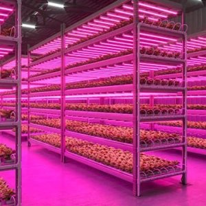 30 cm - LED GROW trubica pre rast rastlín, 5W, červeno-modrá